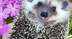 Mint a vadon élő sövények táplálása a házban, kerti telek